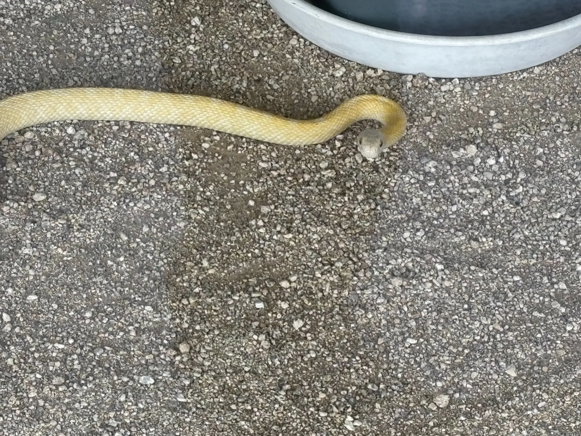念願の白蛇神社と楽しい忘年会