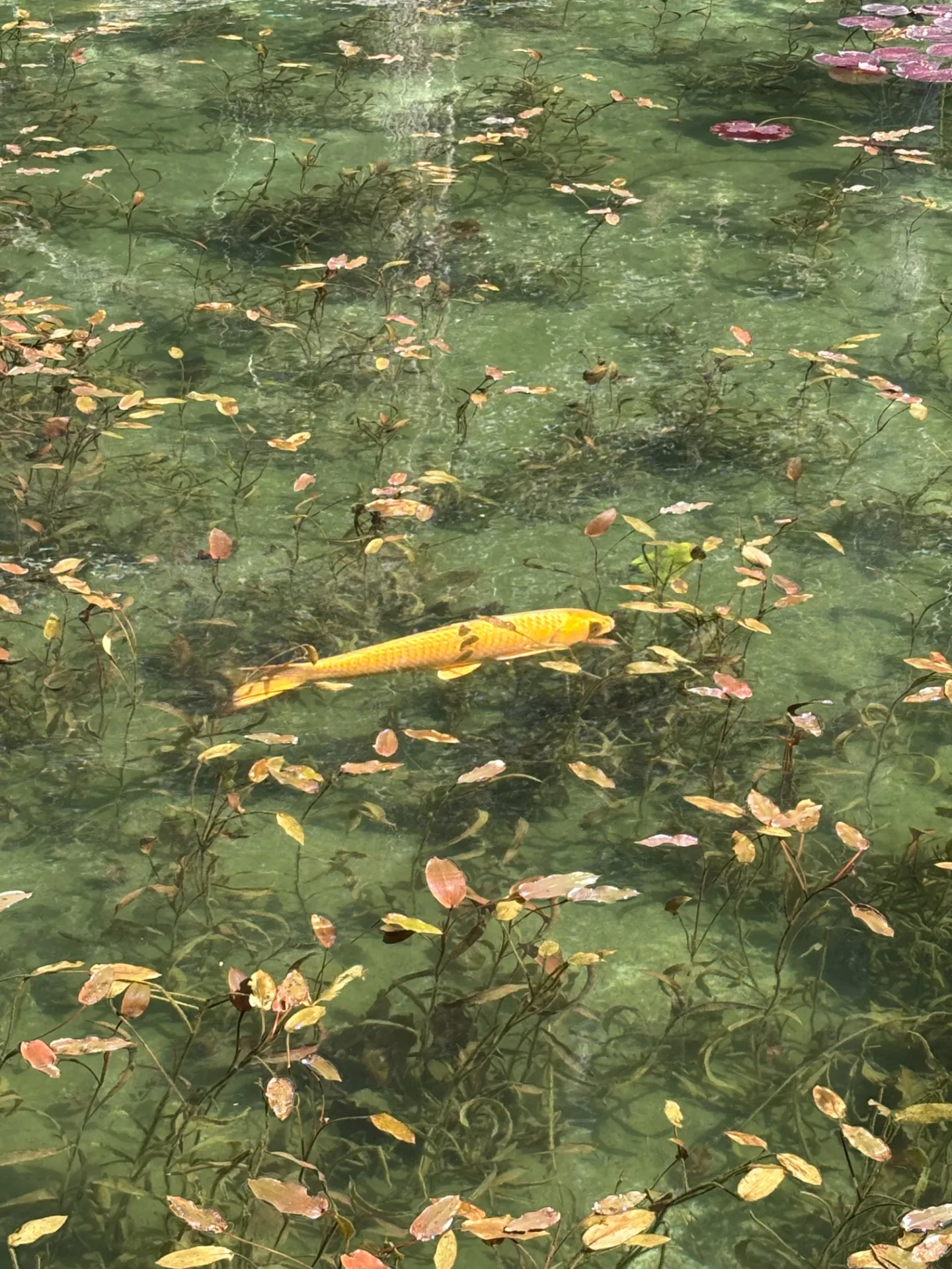 五感で整える休日。岐阜の秘境神社とモネの池でリフレッシュ