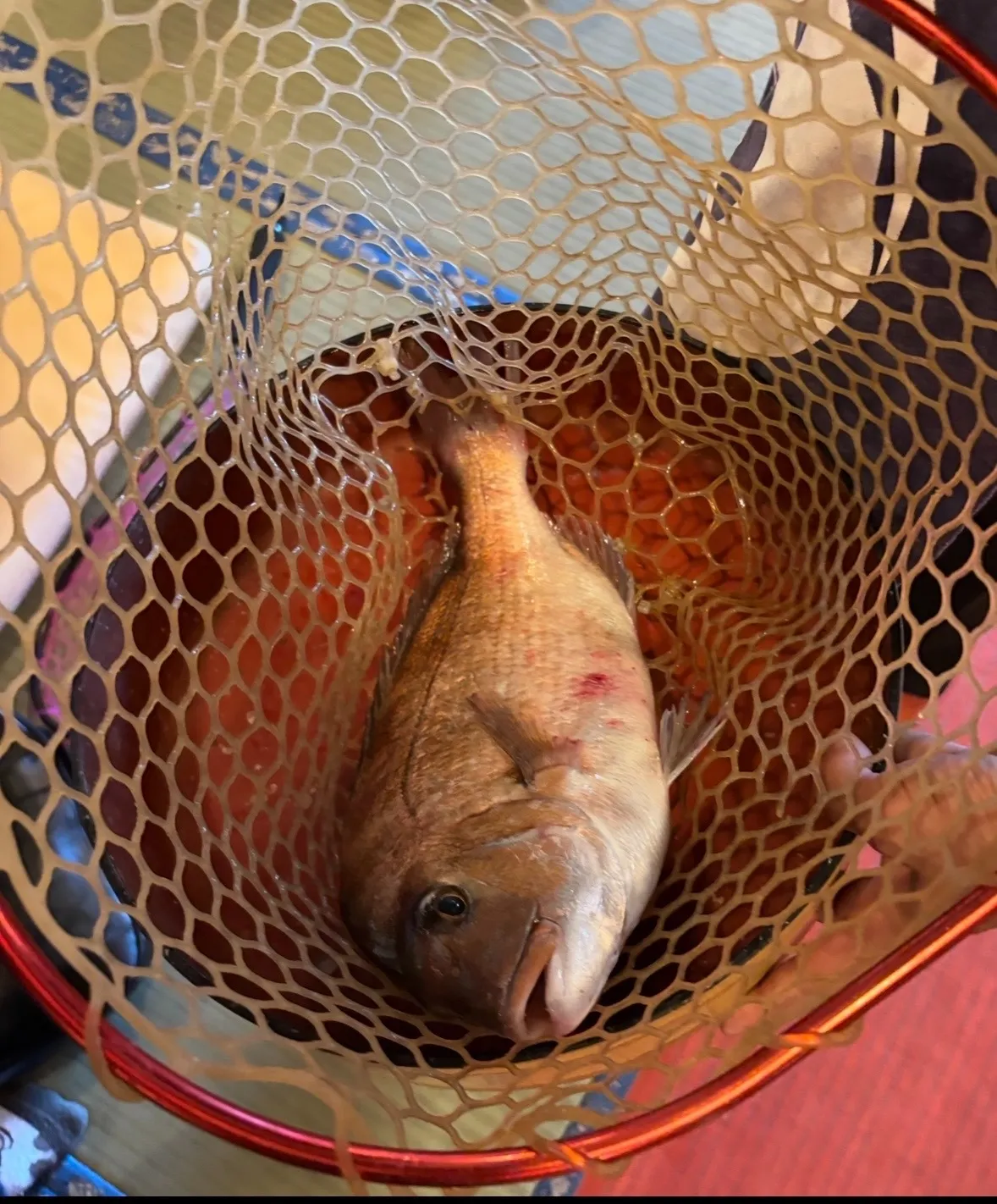 家族で賑やかに過ごした母の日!小牧「ざうお」で命の恵みに感謝