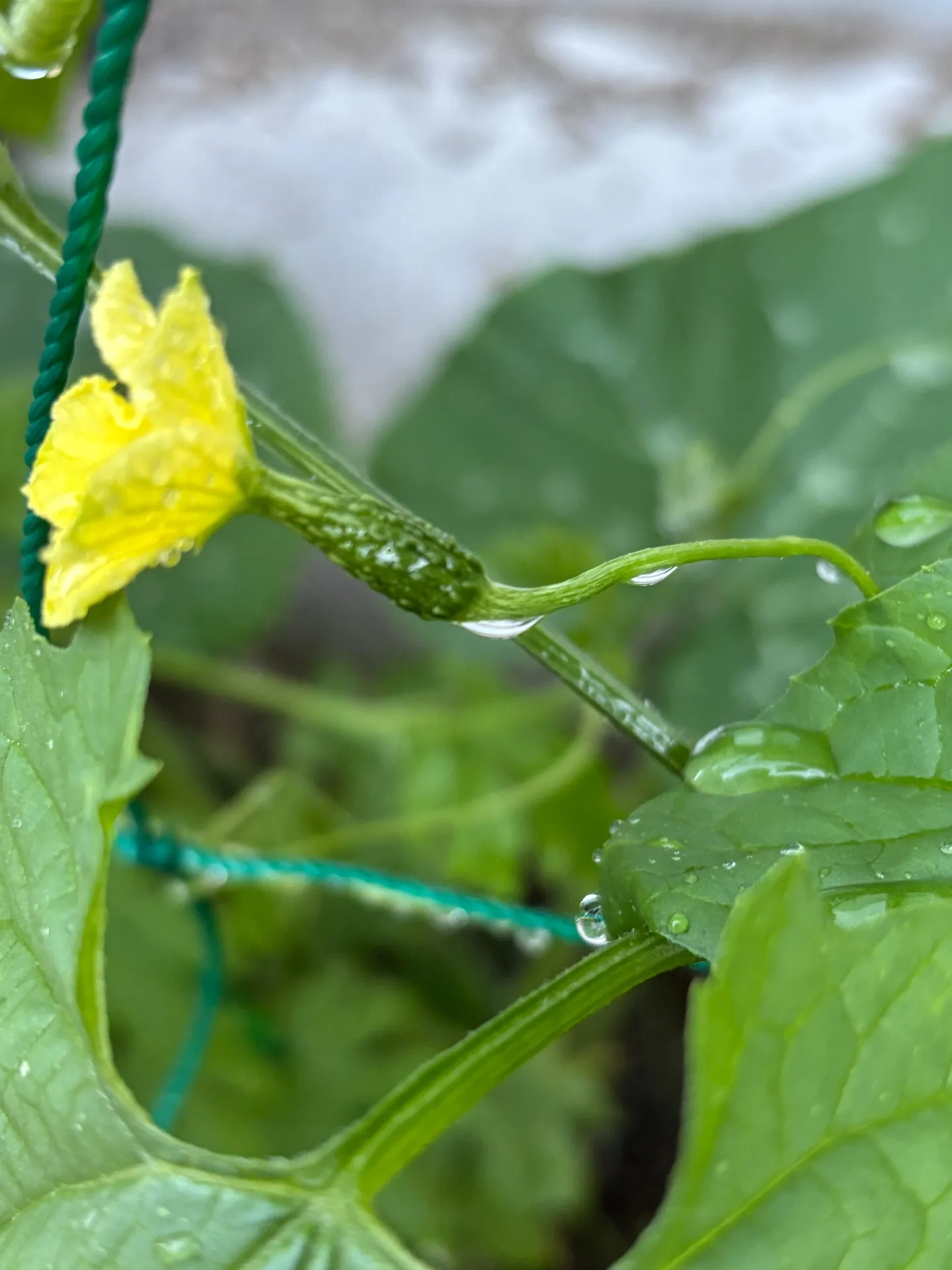 苗から実へ！ゴーヤの嬉しい成長記録🌿